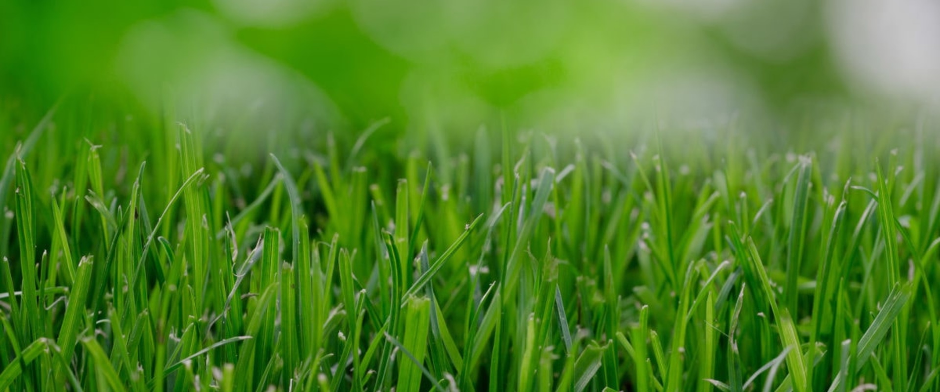 The Benefits of Hiring a Professional Lawn Care Service