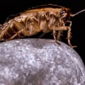 Beyond The Green: How Insect Control Service Protects Your Las Vegas Lawn Care Services Investment