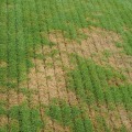 Why You Need To Invest In Aeration And Overseeding Services For Your Northern Virginia Lawn