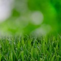 The Benefits of Hiring a Professional Lawn Care Service