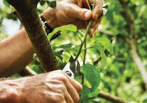 Why Professional Tree Trimming And Lawn Care Service Should Go Hand In Hand In Aurora, OR