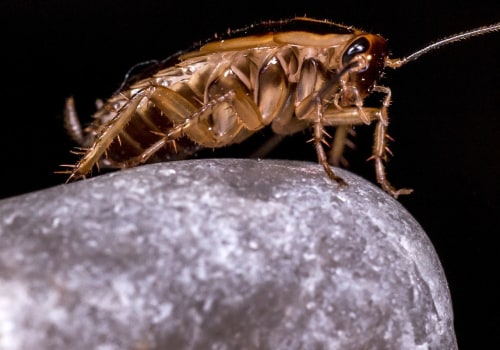 Beyond The Green: How Insect Control Service Protects Your Las Vegas Lawn Care Services Investment