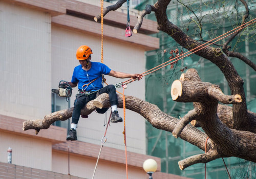 Why Orlando, FL Homeowners Need Both Tree Service And Lawn Care Services For A Perfect Landscape